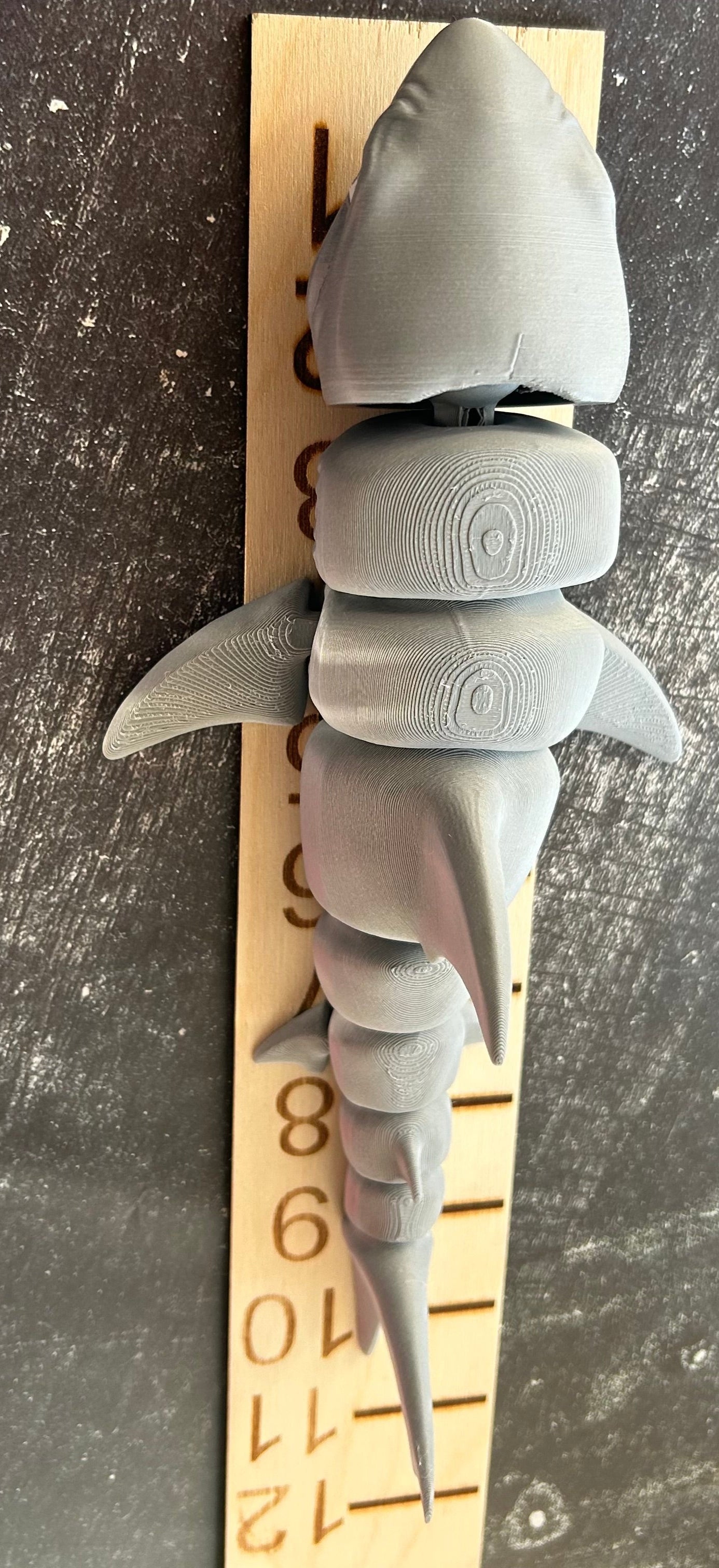 Full Sized Shark with Measurement