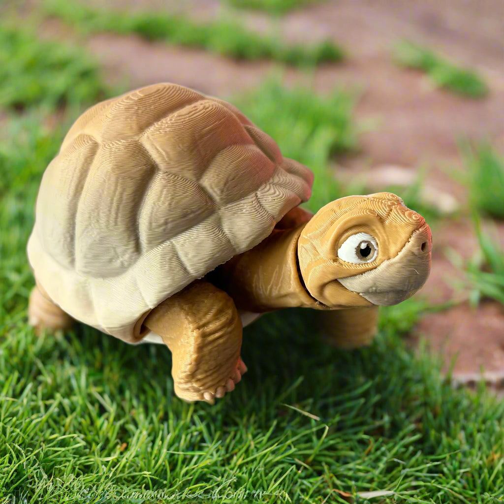Medium Tortoise