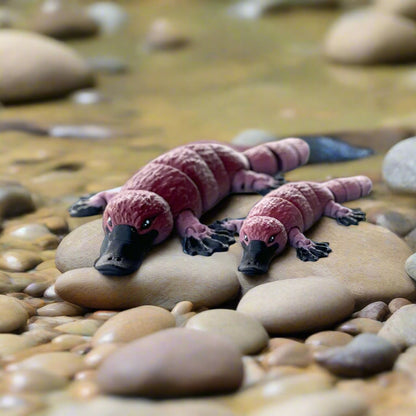 Medium and Small Platypus