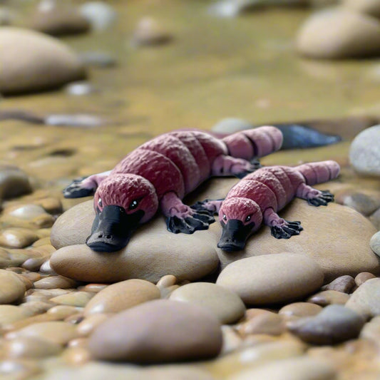 Medium and Small Platypus