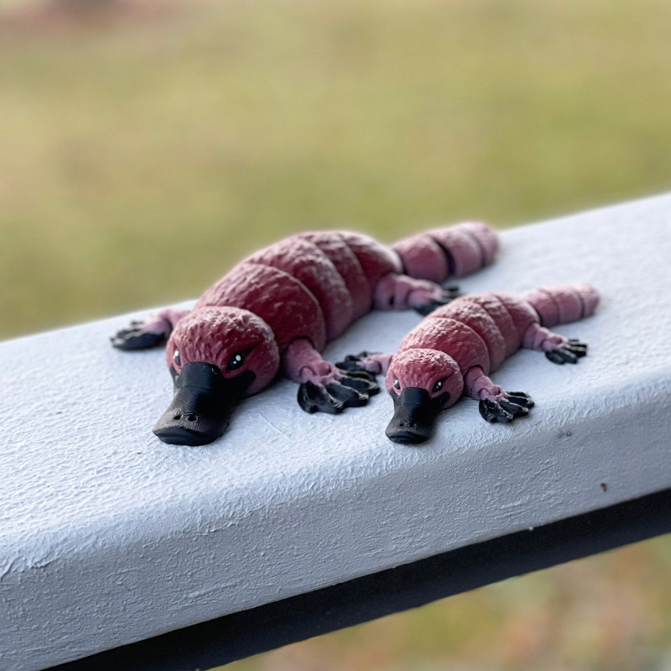 Medium and Small Platypus