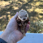 River_Otter_Large