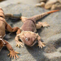Bearded Dragon - 3d Printed Fidget Toy